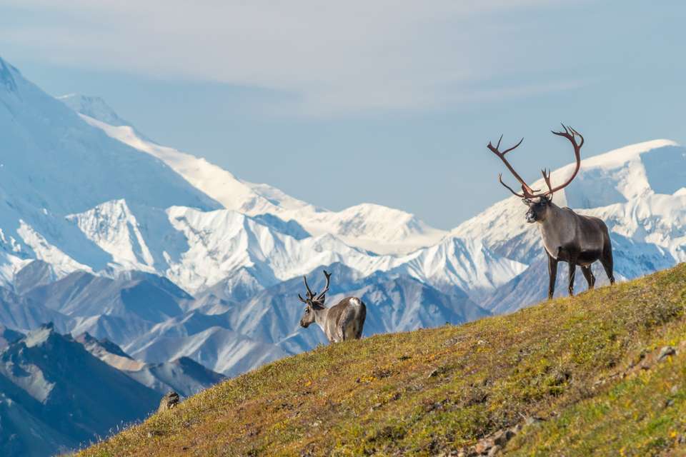 Alaska Wildlife & Wilderness - undefined - Image 12