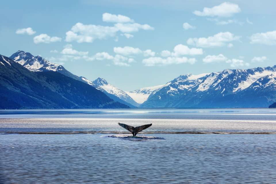 Alaska Wildlife & Wilderness - undefined - Image 11