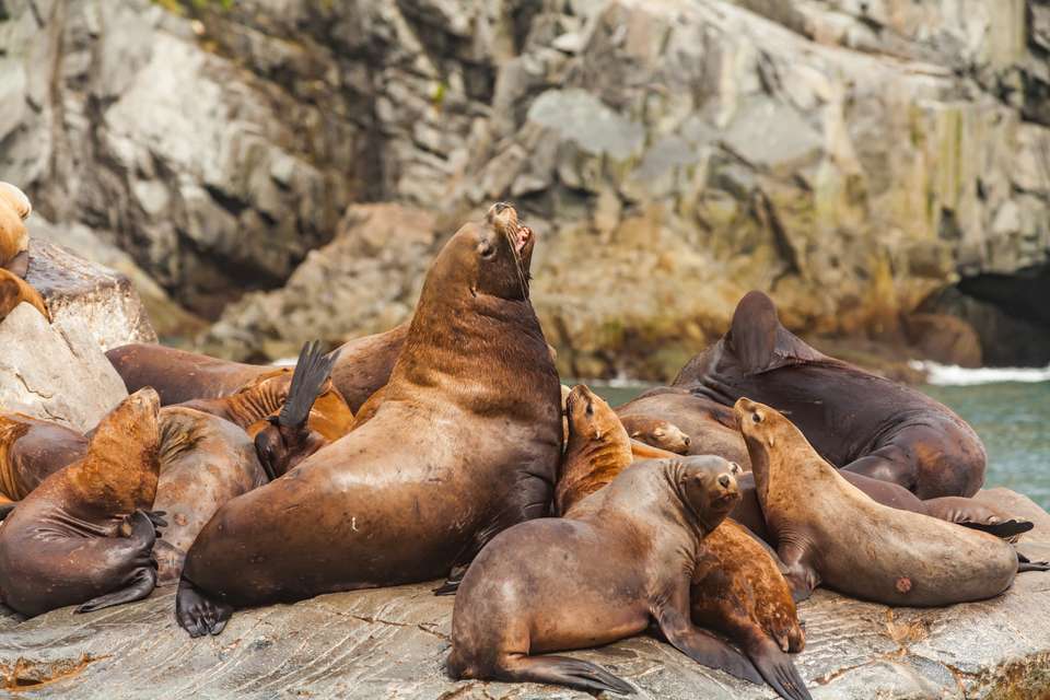 Alaska Wildlife & Wilderness - undefined - Image 10