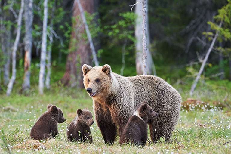 Alaska Wildlife & Wilderness trip - alternative tour available