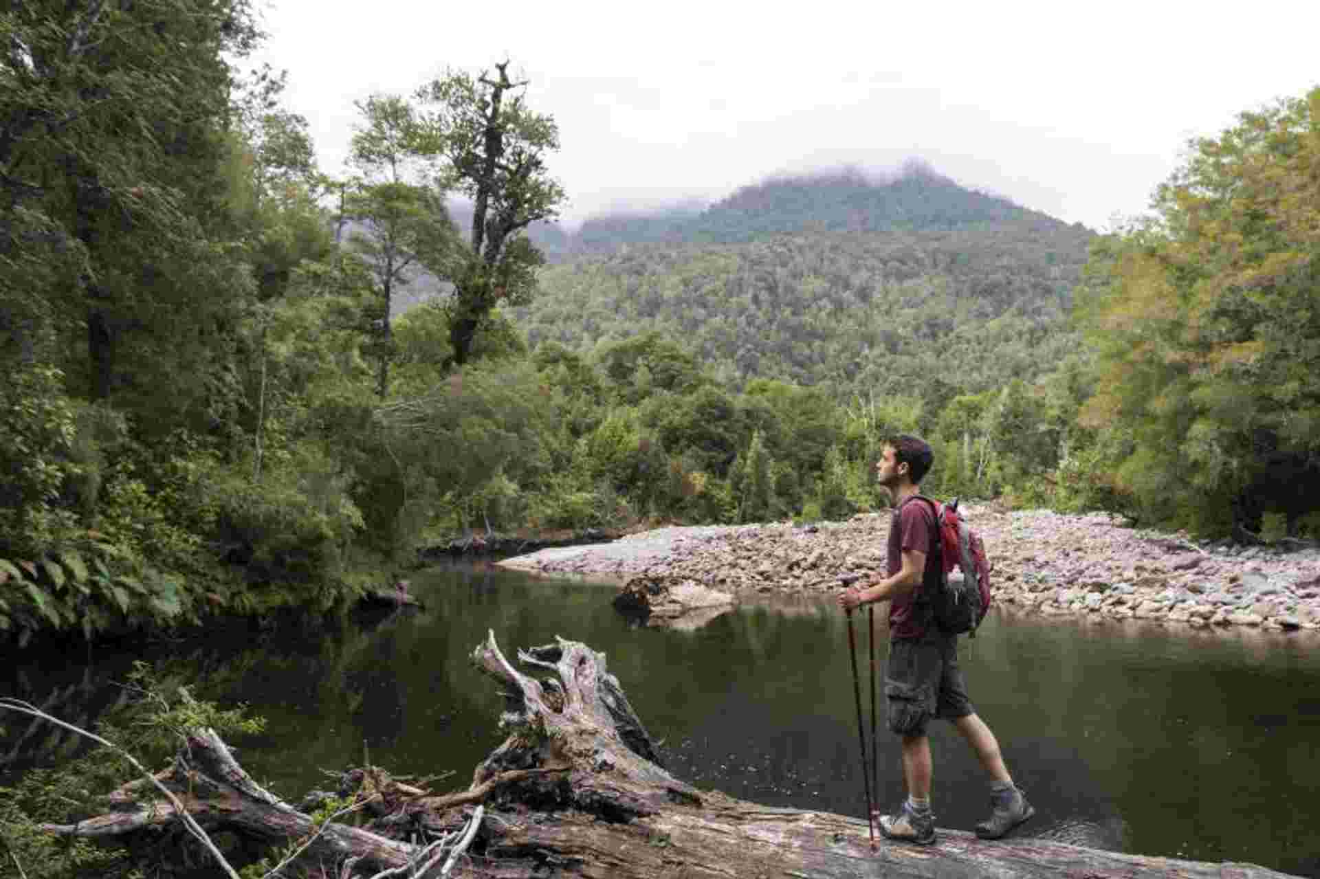 Alerce Ancestral Route & Laguna Chaiquenes: Trek to Alerce Andino NP