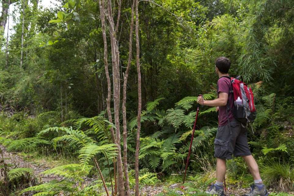 Alerce Ancestral Route & Laguna Chaiquenes: Trek to Alerce Andino NP - Tangol Tours - Chile - Image 2