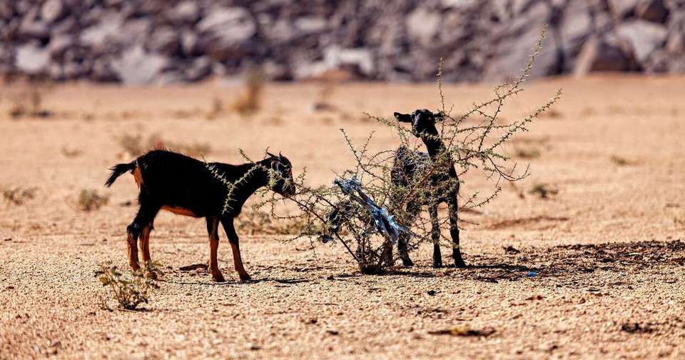 Algeria’s Sahara Desert Adventure - Explore - Algeria - Image 4