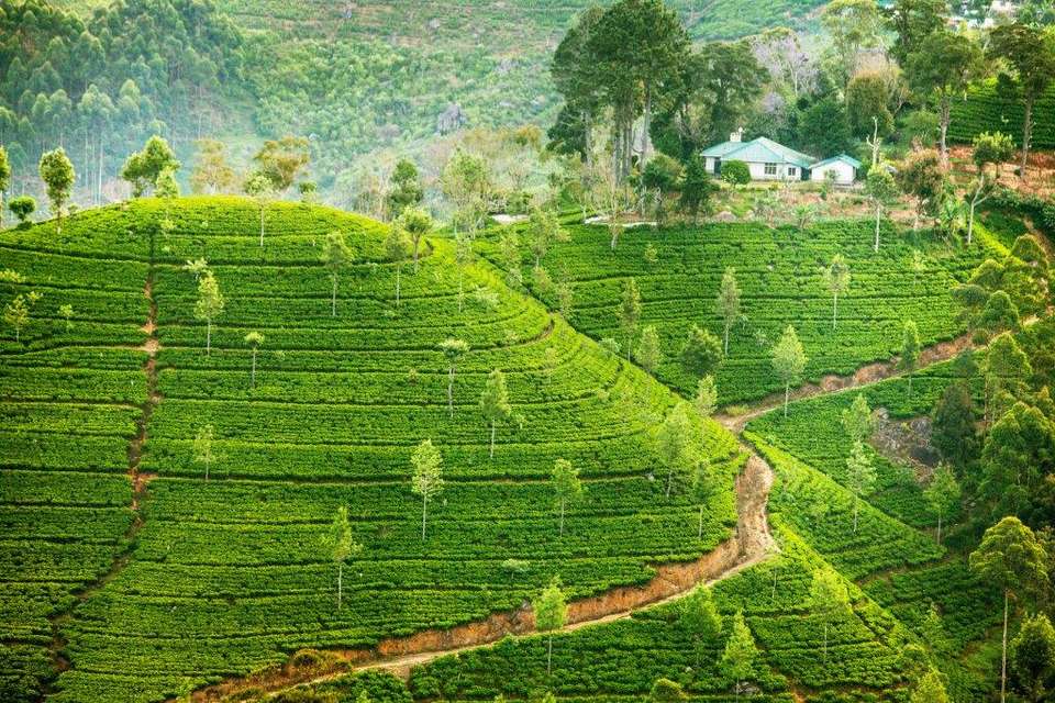 All In One Sri Lanka, Private Tour - Destination Services - Sri Lanka - Image 20