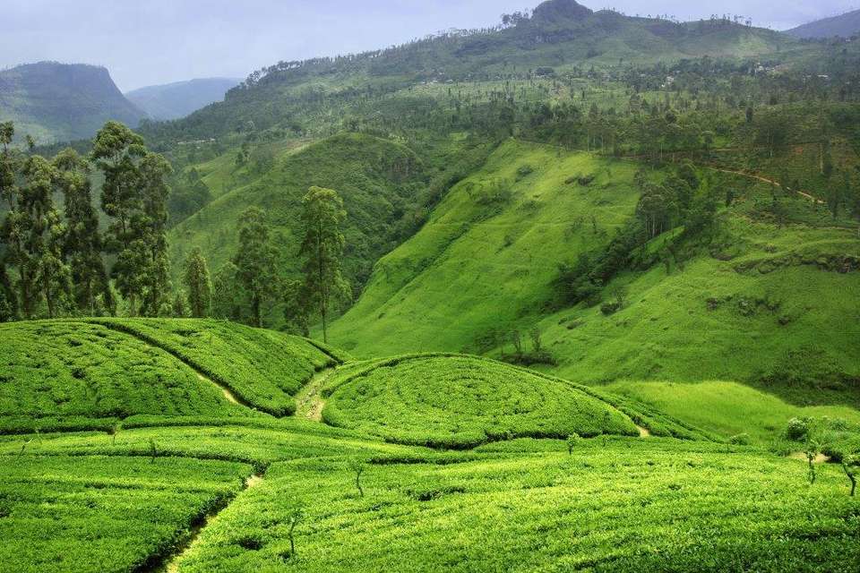 All In One Sri Lanka, Private Tour - Destination Services - Sri Lanka - Image 17