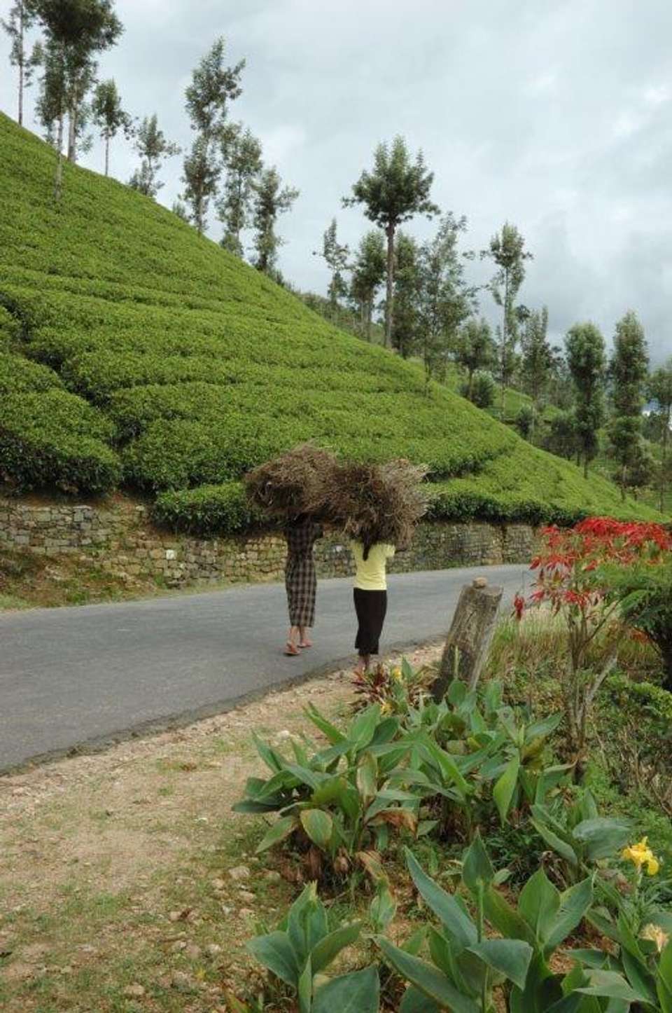 All In One Sri Lanka, Private Tour - Destination Services - Sri Lanka - Image 2
