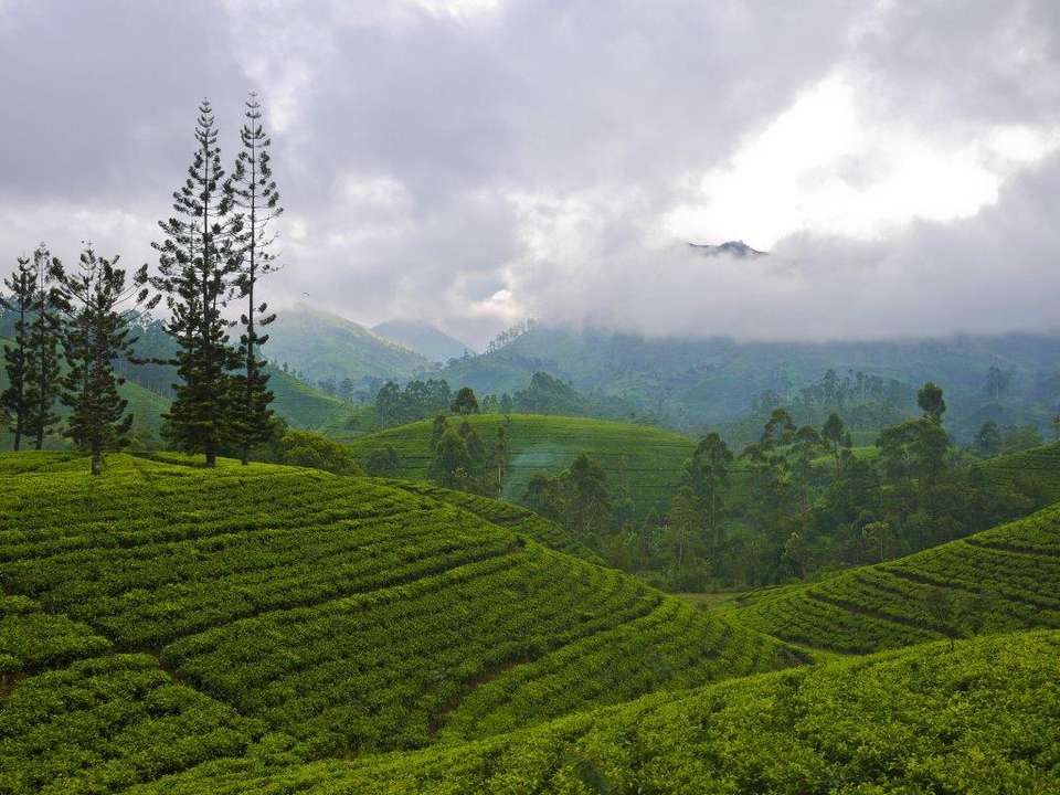 All In One Sri Lanka, Private Tour - Destination Services - Sri Lanka - Image 11