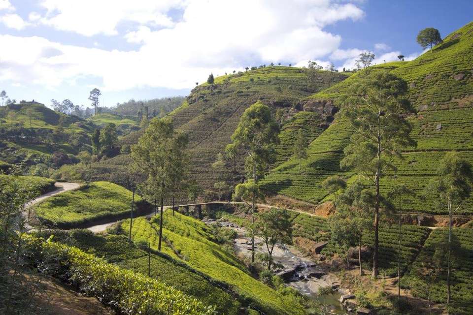 All In One Sri Lanka, Private Tour - Destination Services - Sri Lanka - Image 7