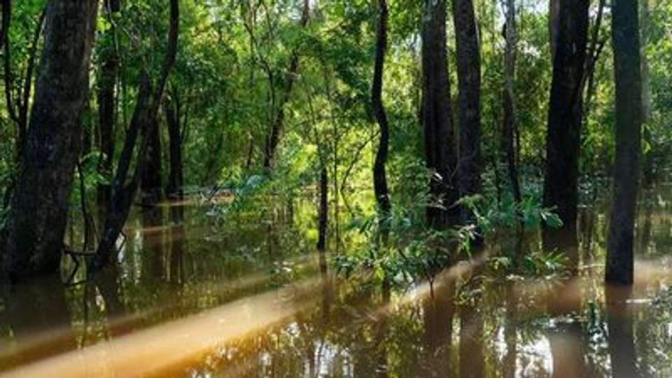 Along the Amazon and the Rio Negro, An Exclusive Cruise through Pristine and Hidden Nature (port-to-port cruise) - undefined - Image 6