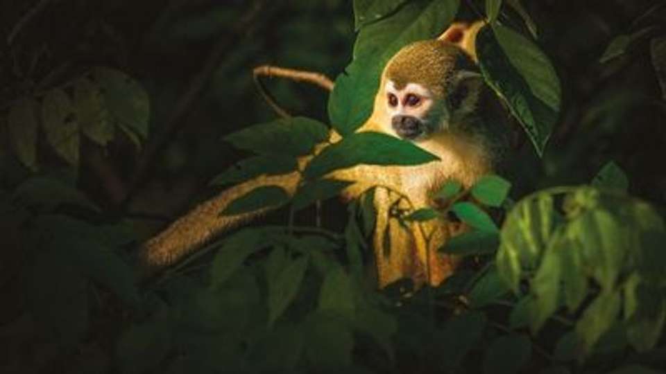Along the Amazon and the Rio Negro, An Exclusive Cruise through Pristine and Hidden Nature (port-to-port cruise) - undefined - Image 8