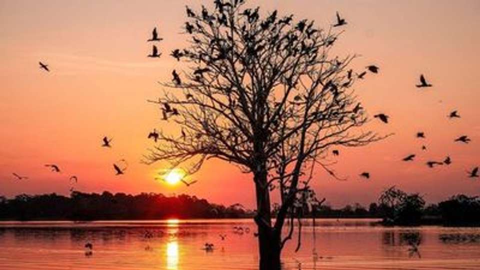 Along the Amazon and the Rio Negro, An Exclusive Cruise through Pristine and Hidden Nature (port-to-port cruise) - undefined - Image 10