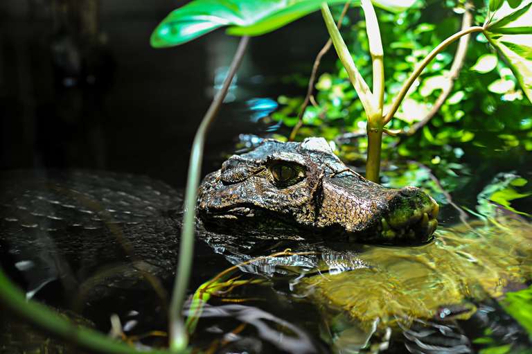 Along the Amazon and the Rio Negro, An Exclusive Cruise through Pristine and Hidden Nature (port-to-port cruise) trip - alternative tour available