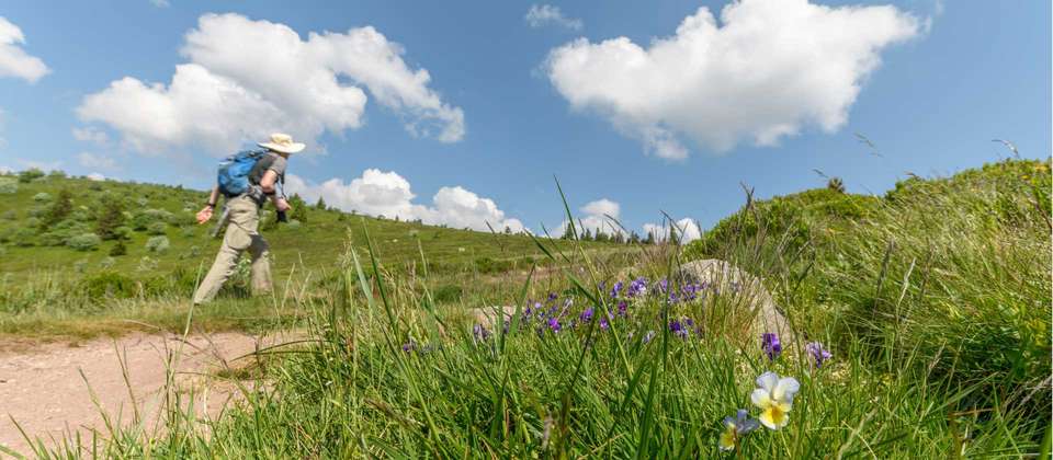 Alsace Mountains & Vineyards Walk - Utracks - France - Image 1