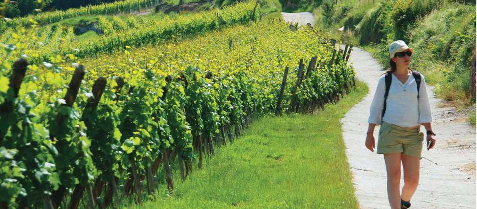 Alsace Mountains & Vineyards Walk - Utracks - France - Image 2