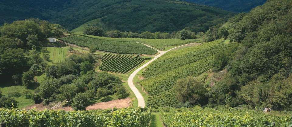 Alsace Mountains & Vineyards Walk - Utracks - France - Image 5