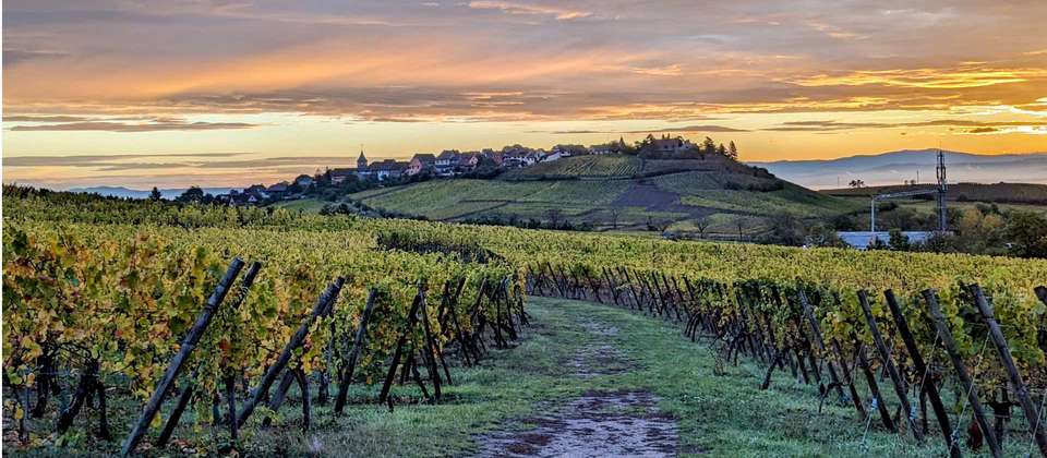 Alsace Mountains & Vineyards Walk - Utracks - France - Image 8