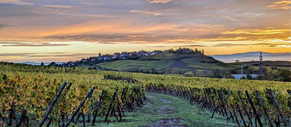Alsace Vineyard Trails - Walkers' Britain - France