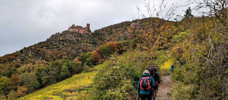 Alsace Vineyard Trails - Walkers' Britain - France