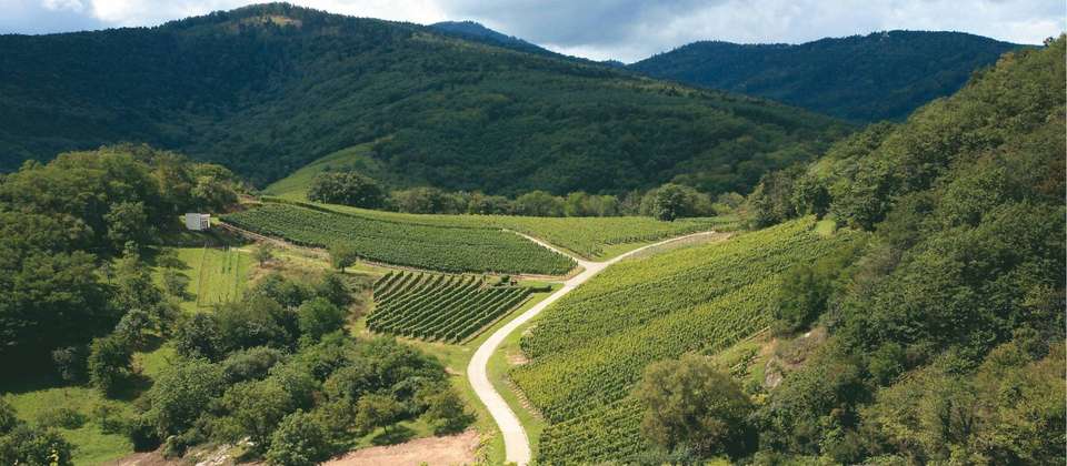 Alsace Vineyard Trails - Walkers' Britain - France