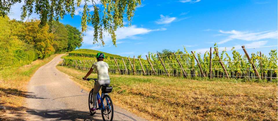 Alsace Vineyards & Rhine Cycle to Strasbourg - Utracks - Switzerland - Image 2