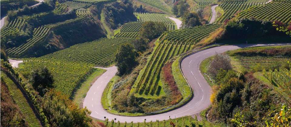 Alsace Vineyards & Rhine Cycle to Strasbourg - Utracks - Switzerland - Image 3