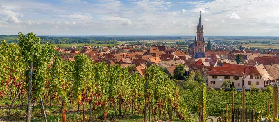 Alsace Vineyards & Rhine Cycle to Strasbourg - Utracks - Switzerland - Image 5