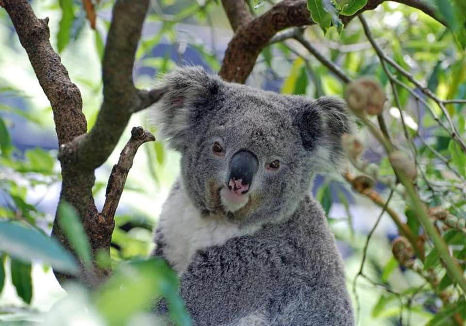 Amazing Australia - Indus Travels - Australia - Image 6