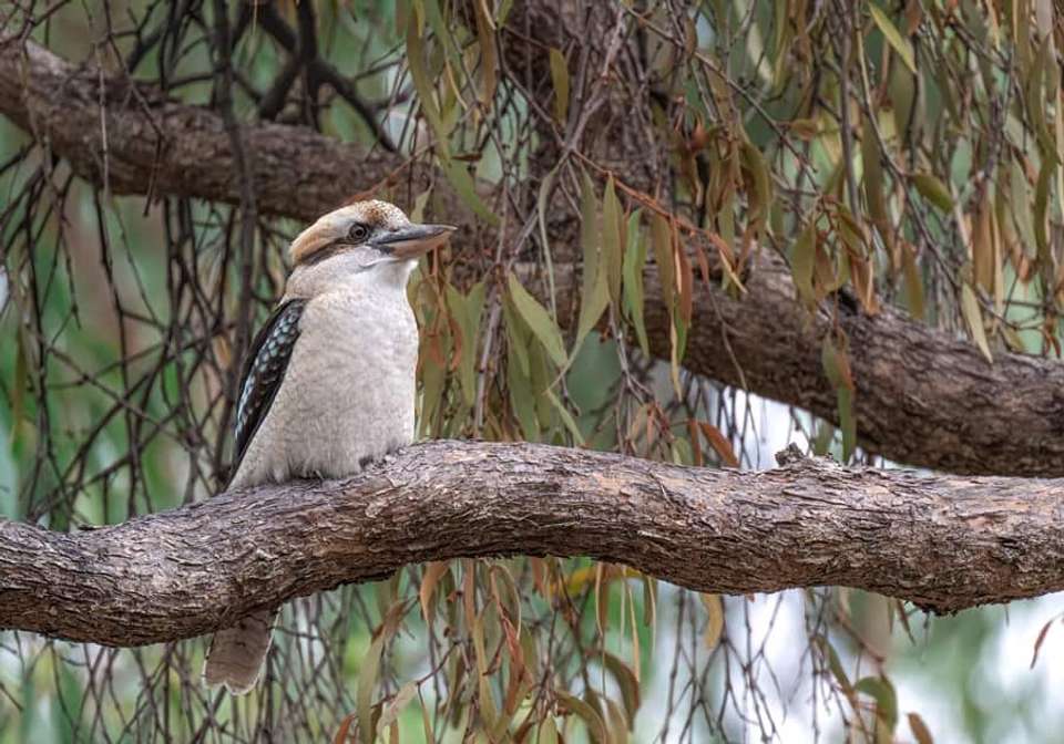 Amazing Australia - Indus Travels - Australia - Image 8