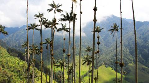 South America Honeymoon Packages: Amazing Highlights Of Colombia