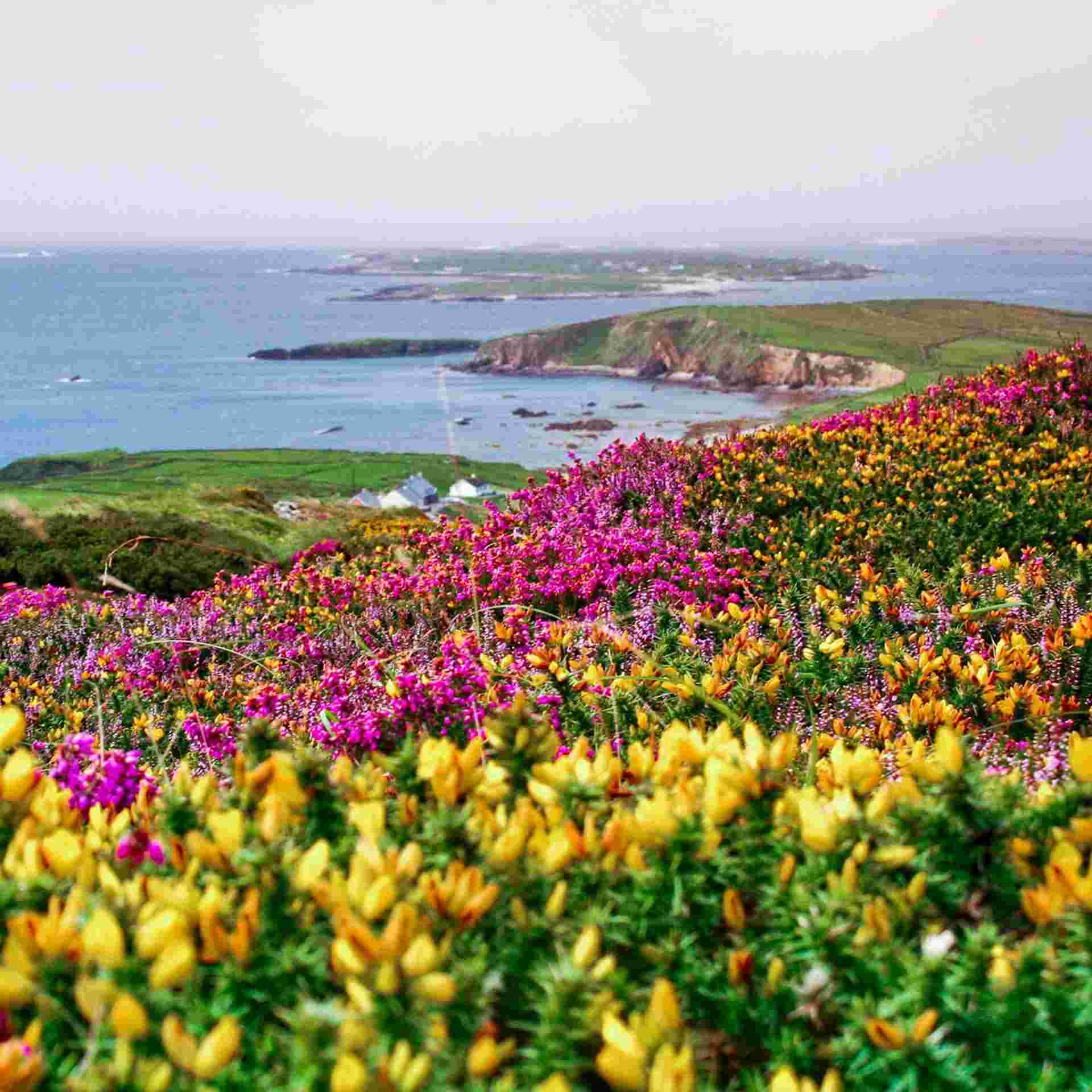Amazing Ireland - Signature