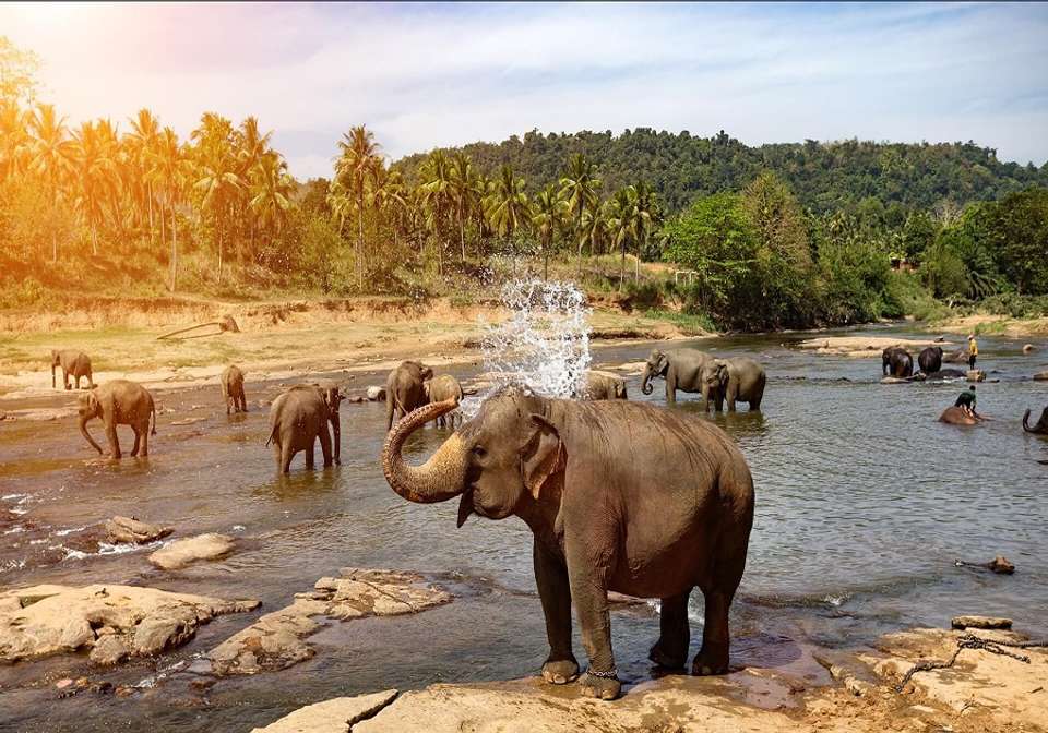 Amazing Sri Lanka - Indus Travels - Sri Lanka - Image 4