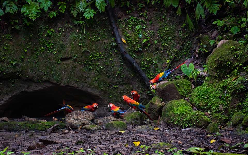 Amazon Add-on Tour – La Selva Lodge - undefined - Image 2
