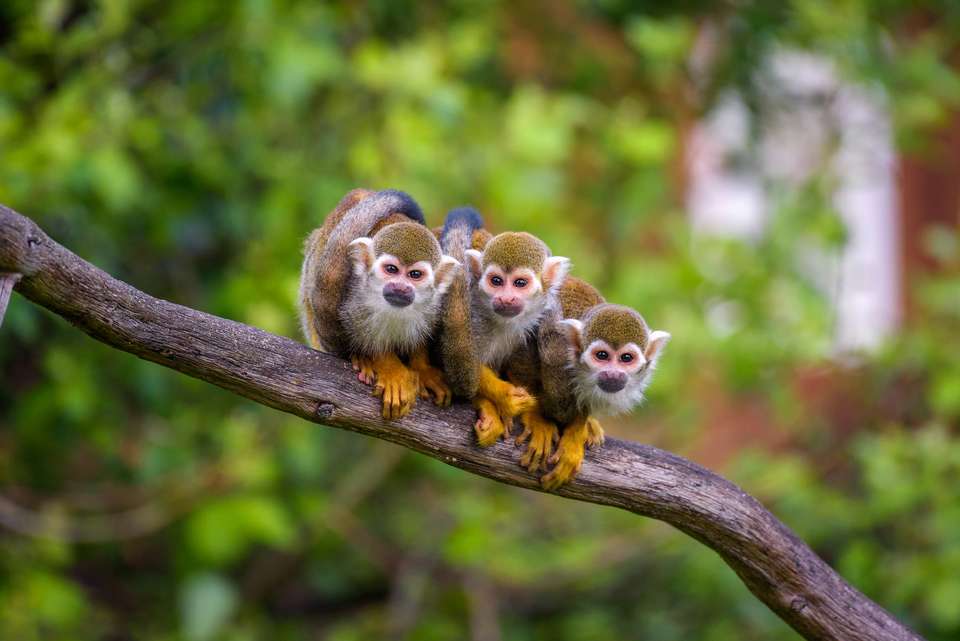 Amazon Add-on Tour – La Selva Lodge - undefined - Image 8