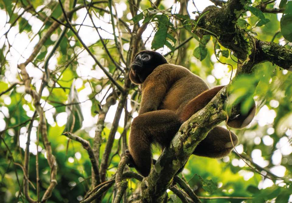 Amazon Add-on Tour – Napo Wildlife Center - undefined - Image 8