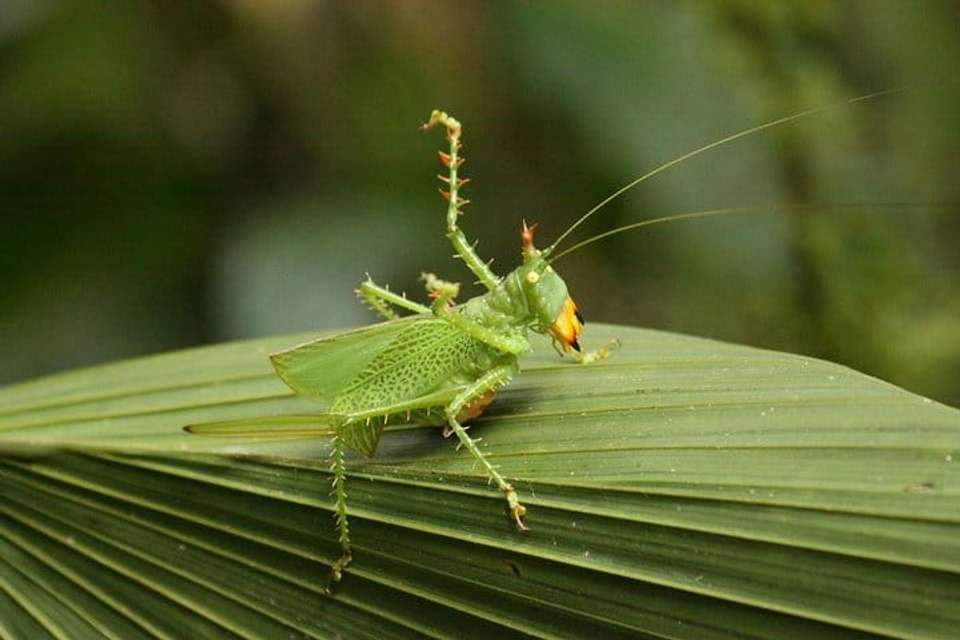 Amazon Cuyabeno & Papallacta - 5 days - undefined - Image 5
