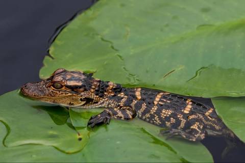 Manaus Explorer Tour: Amazon Jungle Tour - Alligators Night Watch
