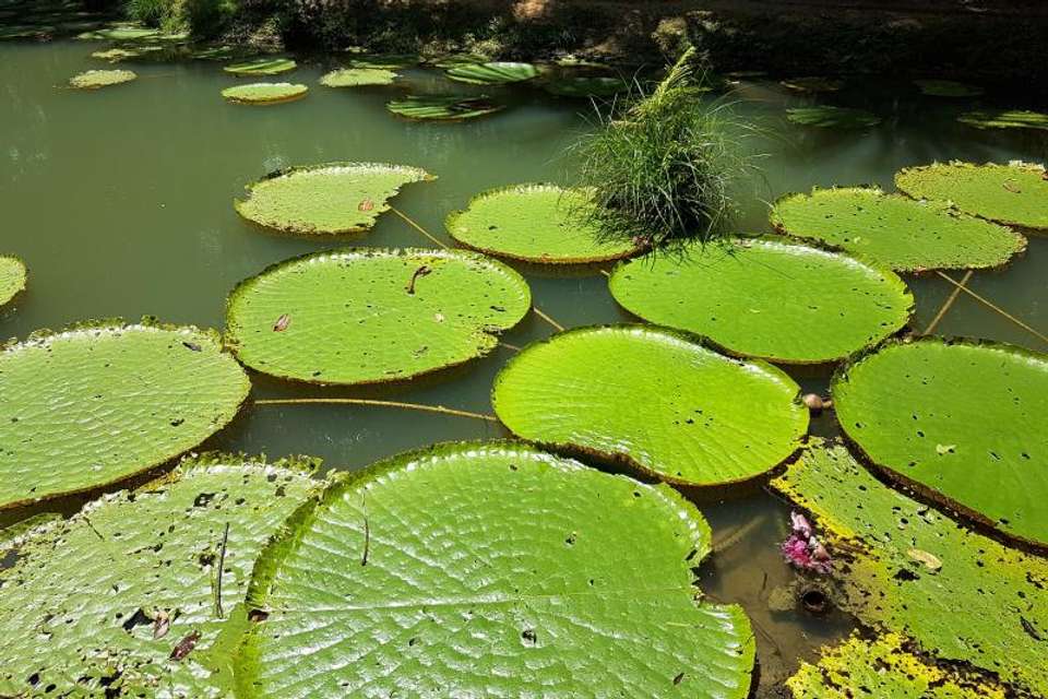 Amazon Natural Museums Combo (INPA and MUSA) - Tangol Tours - Brazil - Image 3