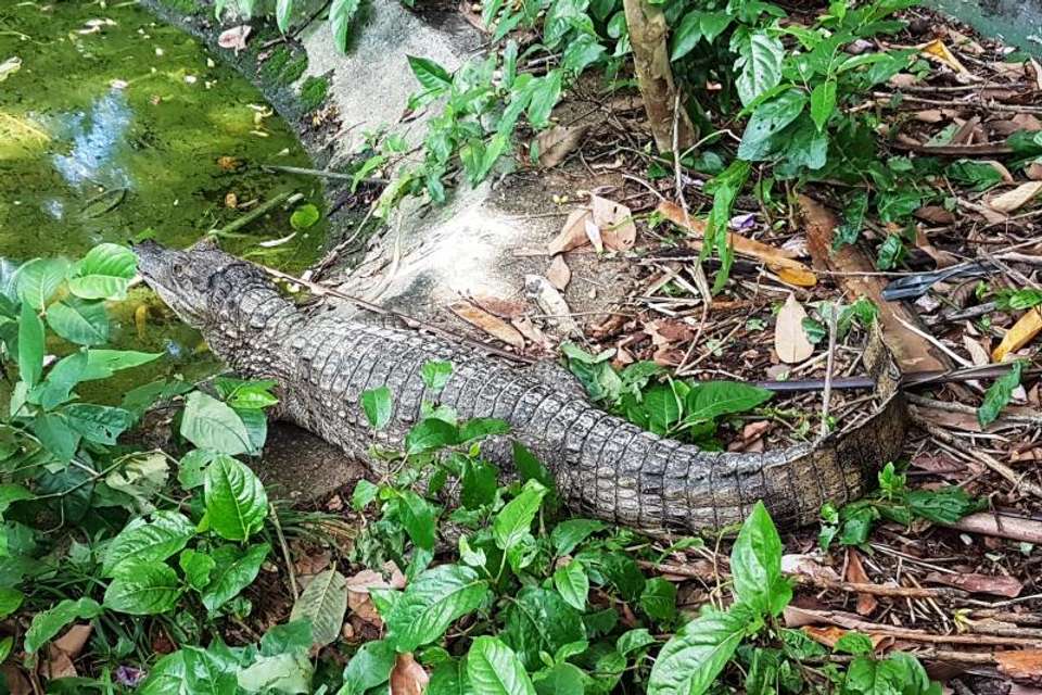 Amazon Natural Museums Combo (INPA and MUSA) - Tangol Tours - Brazil - Image 5