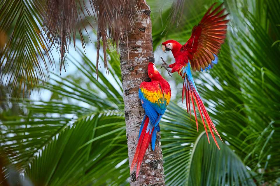 Amazon Rainforest Add-on Tour (from Cuzco) - undefined - Image 7