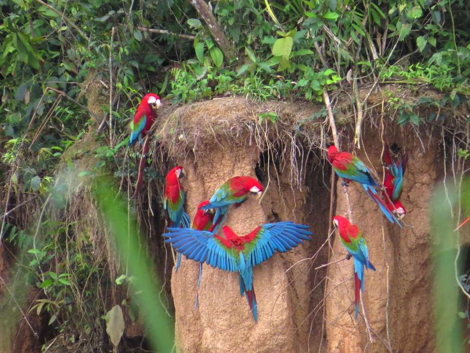 Amazon Rainforest Extension (Pre-tour, from Lima) - undefined - Image 5