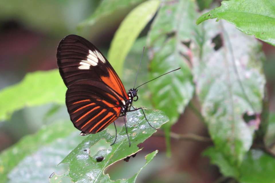 Amazon Rainforest Extension (Pre-tour, from Lima) - undefined - Image 6
