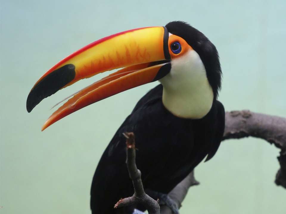 Amazon Riverboat Adventure In Depth - G Adventures - Peru - Image 10