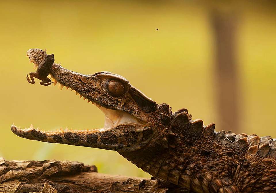 Amazon to Galapagos Discovery - Indus Travels - Ecuador - Image 10