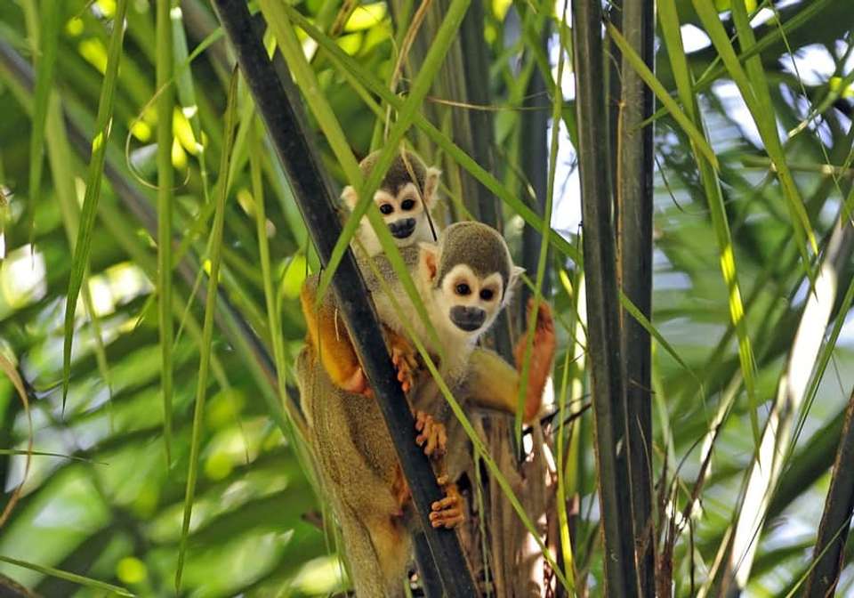 Amazon to Galapagos Discovery - Indus Travels - Ecuador - Image 8