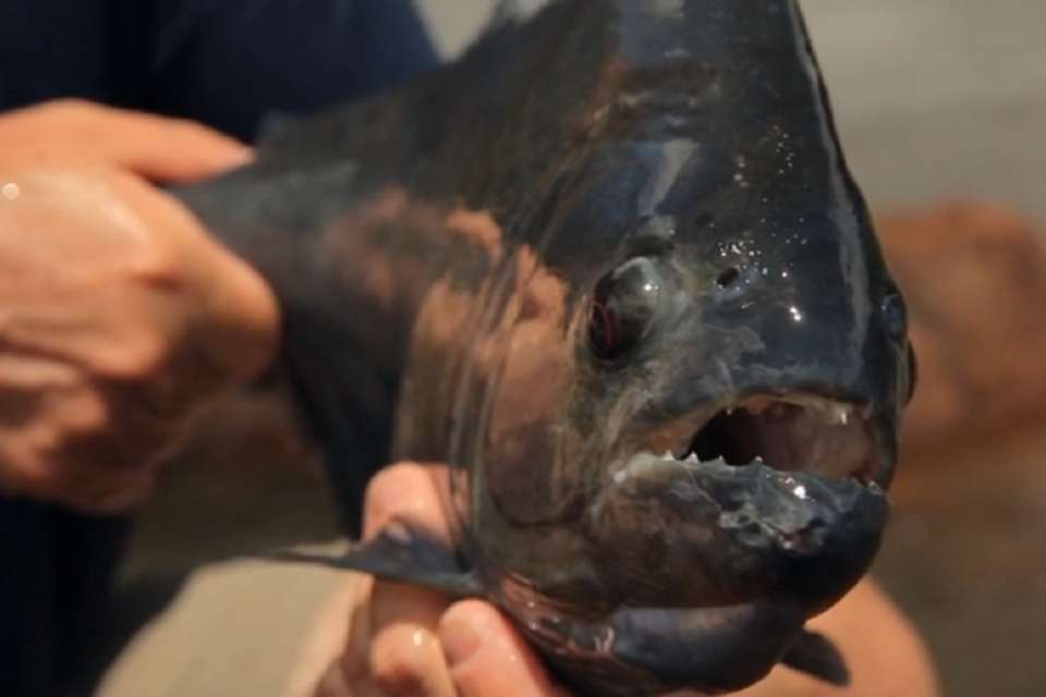 Amazong Fishing Day Tour - Piranhas in Iquitos - Tangol Tours - Peru - Image 4