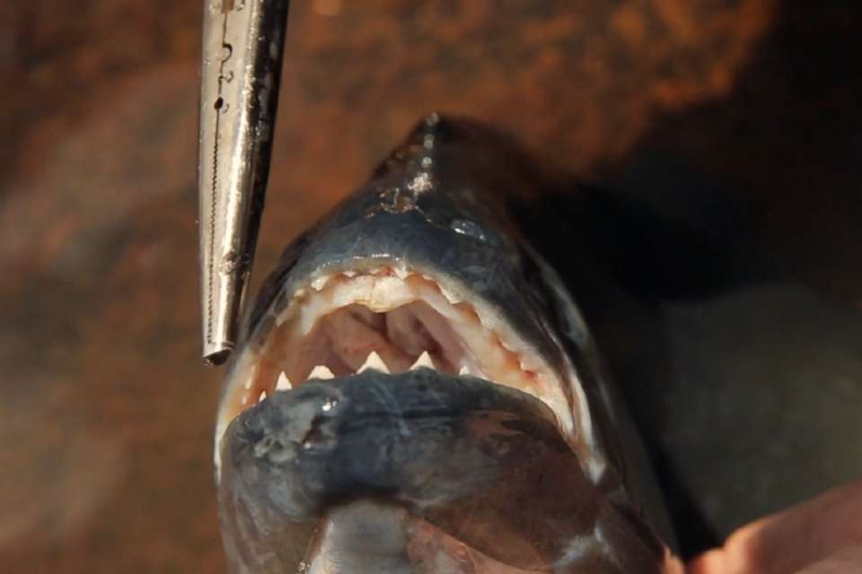 Amazong Fishing Day Tour - Piranhas in Iquitos - Tangol Tours - Peru - Image 5