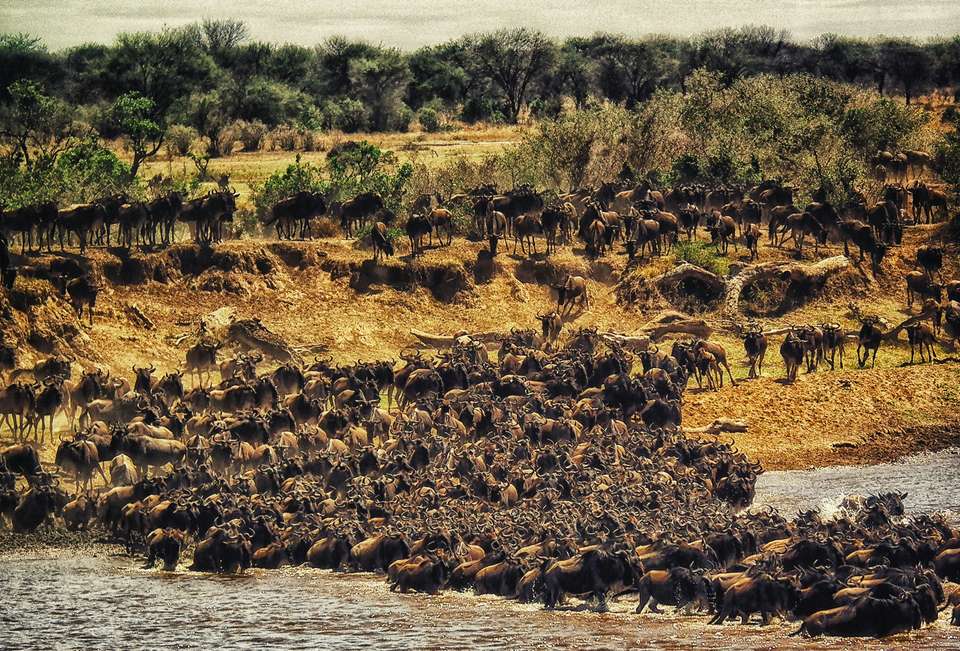 Amboseli, Nakuru & Masai Mara (Lodge) - 6 days - On The Go Tours - Kenya - Image 4