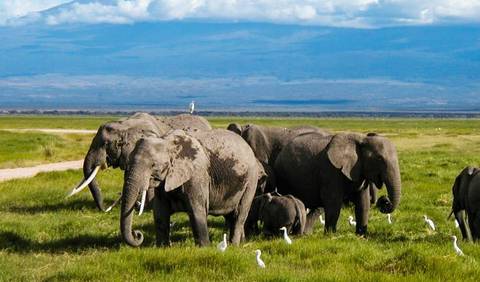 Kenya Tours For Young Adults: Amboseli Safari 3d/2n