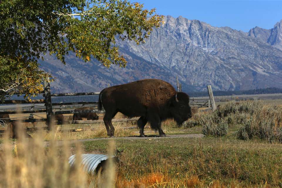 America's Cowboy Country  - Collette Tours - USA - Image 3