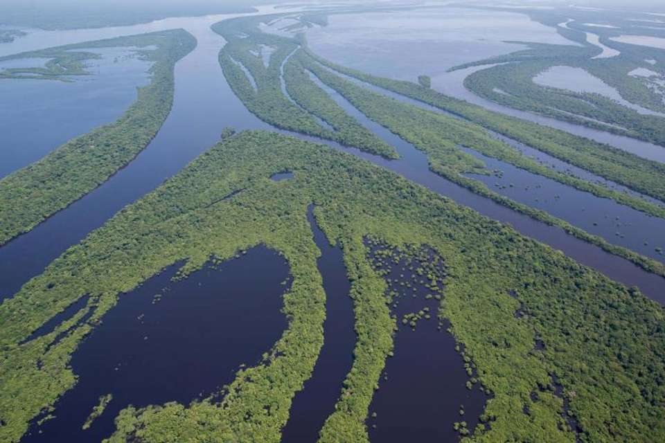 Anavilhanas Archipelago Walking In Manaus - Tangol Tours - Brazil - Image 6